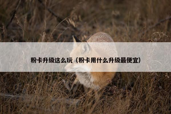 粉卡升级这么玩（粉卡用什么升级最便宜）