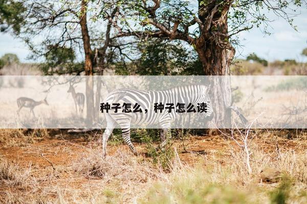 种子怎么，种子怎么读