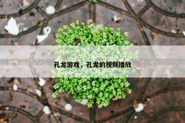 孔龙游戏，孔龙的视频播放
