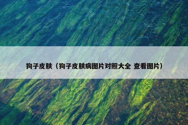 狗子皮肤（狗子皮肤病图片对照大全 查看图片）