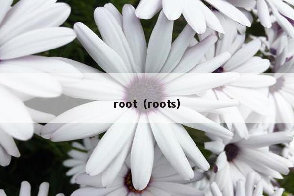 root（roots）