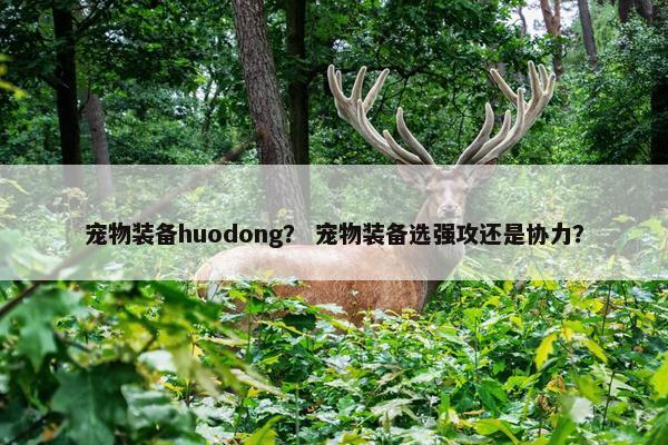 宠物装备huodong？ 宠物装备选强攻还是协力？